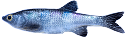BPESH-2.5